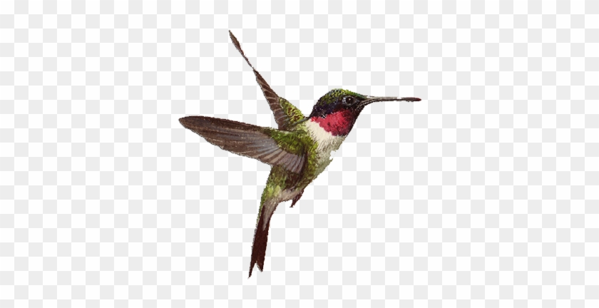 A Message From Trust For Wildlife - Ruby-throated Hummingbird #1183459