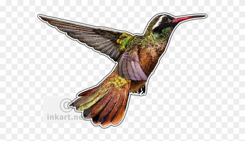 Xantus's Hummingbird Decal - Hummingbirds Of North America Mug #1183462