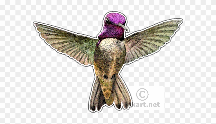 Costa's Hummingbird Decal - Costa Hummingbird Png #1183463