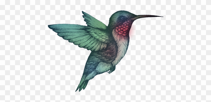 Ruby Throated Hummingbird - Ruby-throated Hummingbird #1183471