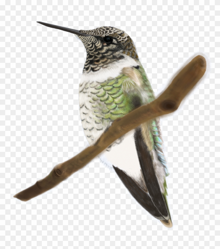 Anna's Hummingbird - - Anna's Hummingbird - #1183473