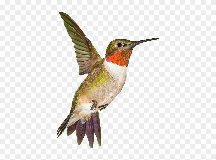Ruby-throated Hummingbird #1183475
