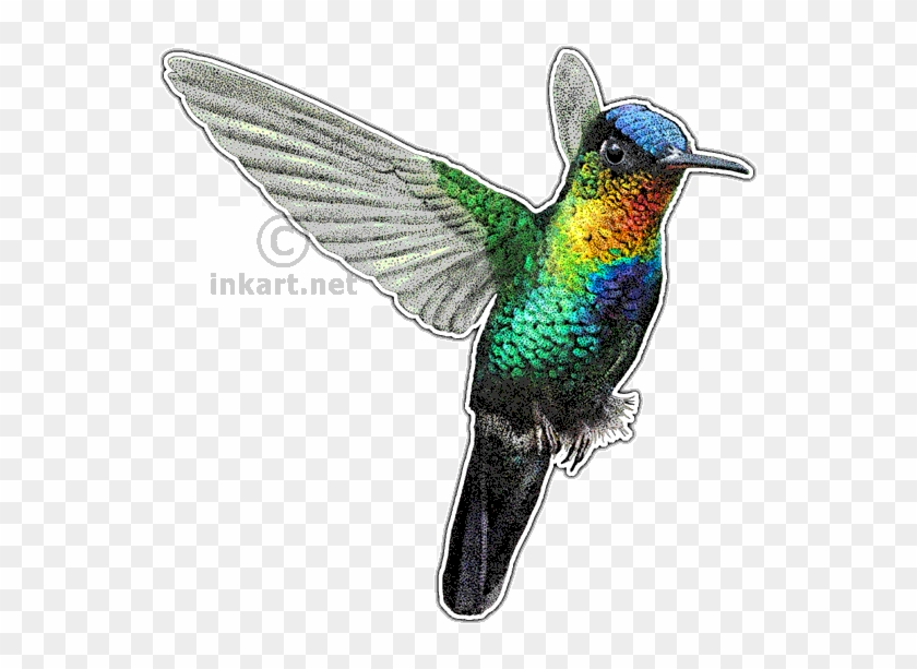 Fiery-throated Hummingbird Decal - Fiery-throated Hummingbird Picture Ornament #1183482