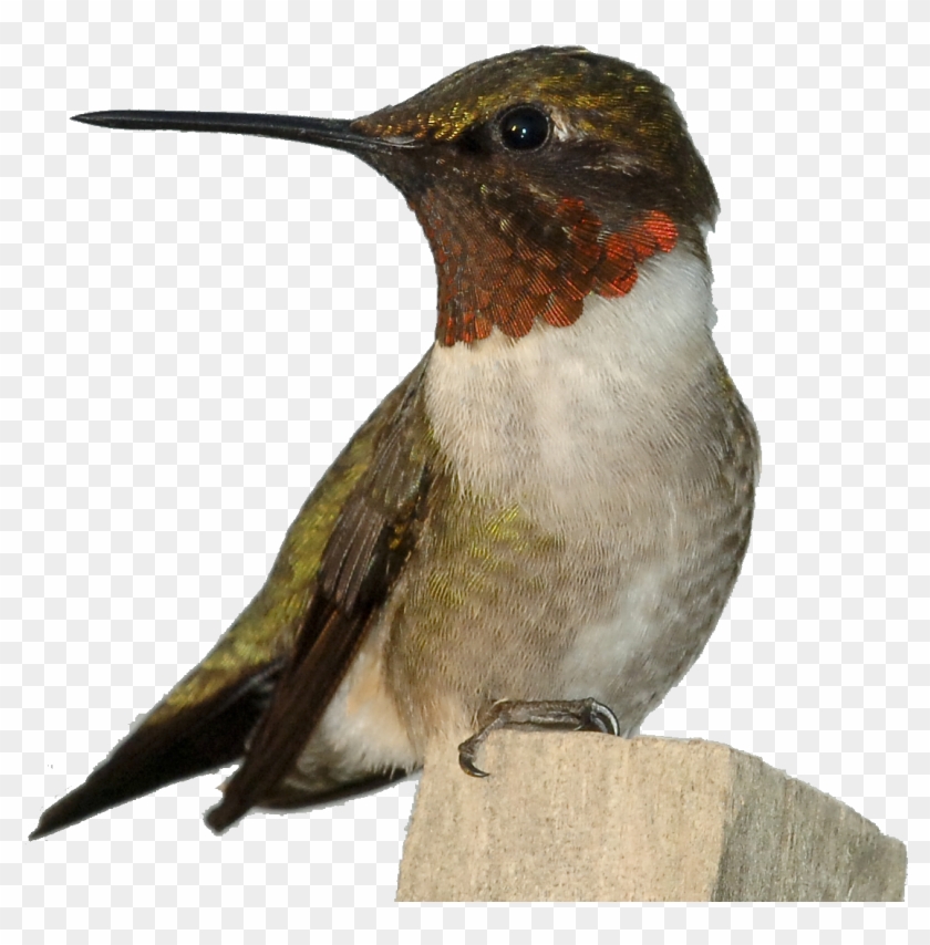 Ruby-throated Hummingbird - Hummingbird Of The Mojave #1183484