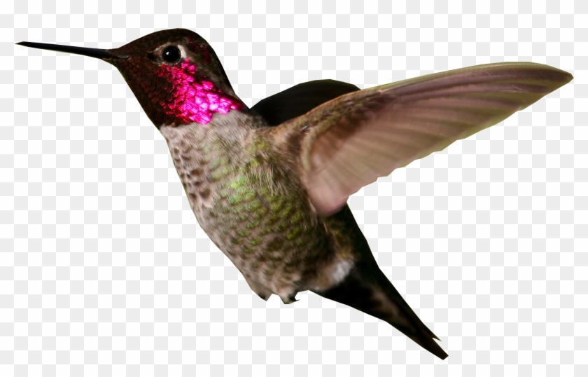 Large Picture Of Hummingbird #1183489