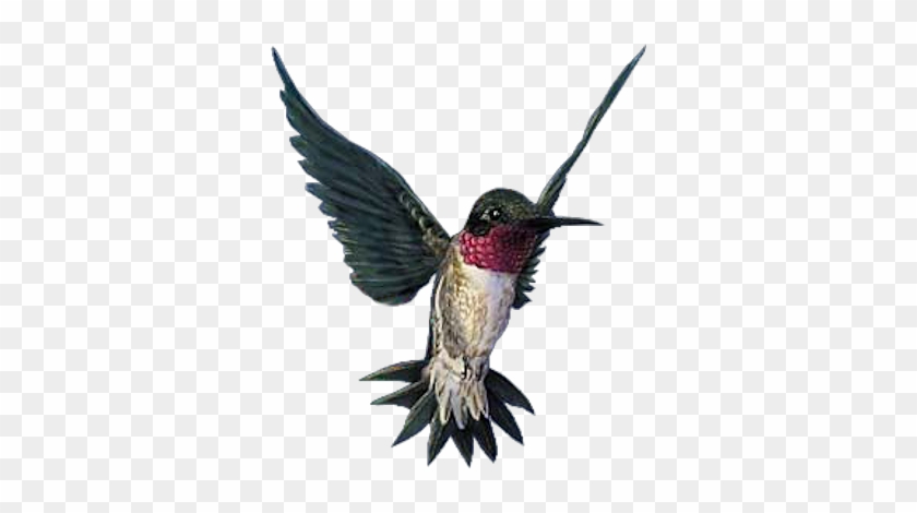 Oiseaux - Photography #1183490