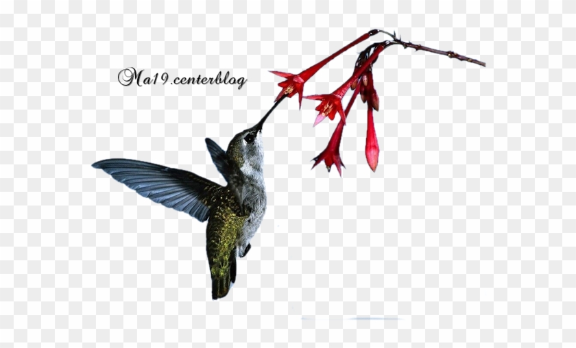 Hummingbird #1183491