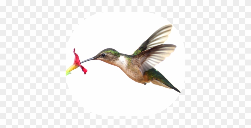 What Was My Inspiration And What Is The Deal With Hummingbirds - Ruby-throated Hummingbird #1183500