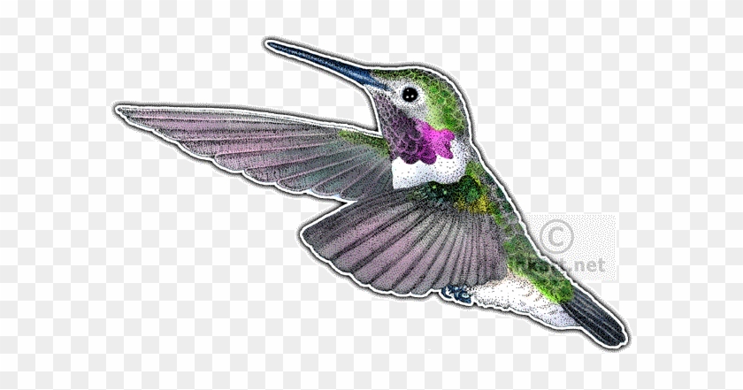 Broad-tailed Hummingbird Decal - Hummingbirds Of North America Mousepad #1183503