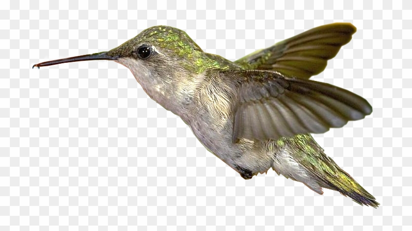 Hummingbirds - Hummingbird #1183512