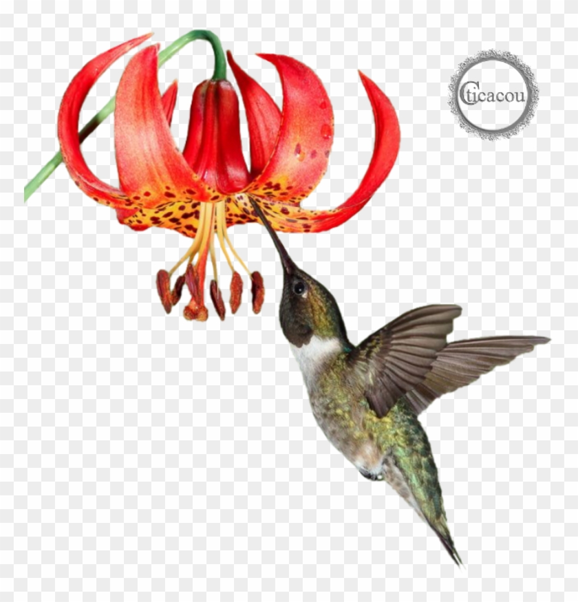Ruby-throated Hummingbird #1183514
