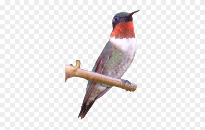 1 - Acorn Woodpecker #1183519