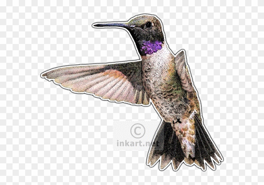 Black-chinned Hummingbird Decal - Hummingbirds Of North America Note Cards (pk #1183525