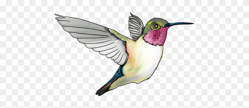 Cartoon Style Books - Ruby-throated Hummingbird #1183526