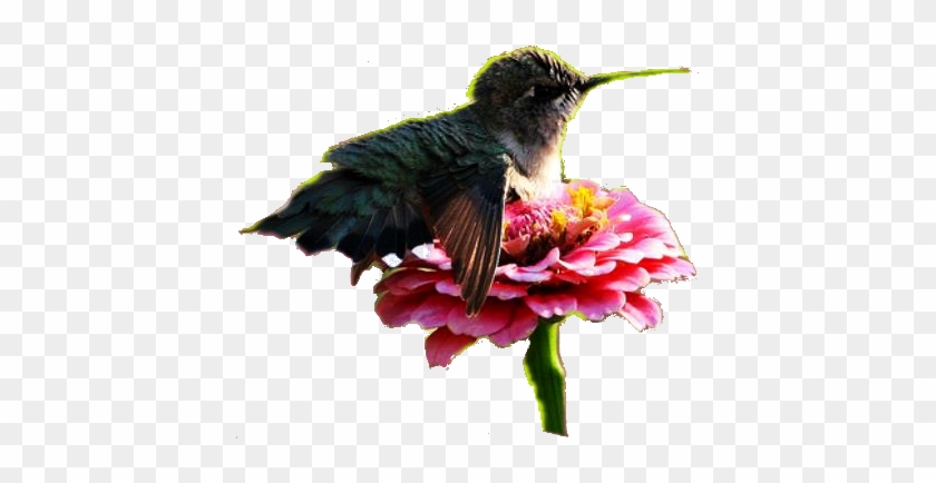 De Manera Temporal En Un Cuerpo Humano, Pero Somos - Hummingbird Sitting On A Flower #1183528