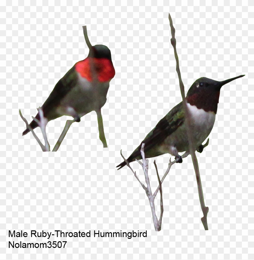 Male Rubythroat Hummingbird 1 By Nolamom3507 - Ruby-throated Hummingbird #1183537