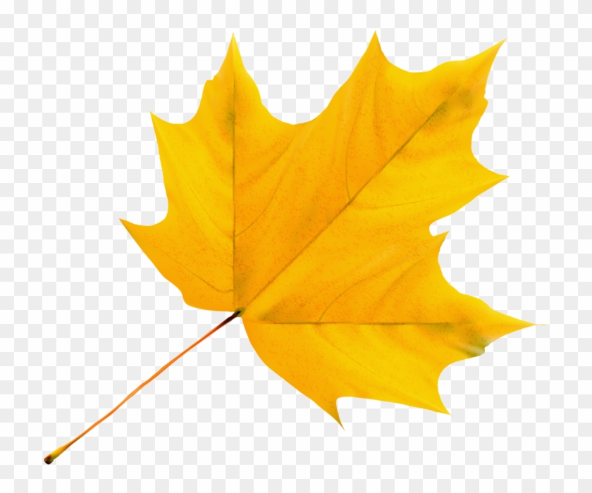 Autumn Leavesclip Artbirthdaysfall - Clip Art #1183959