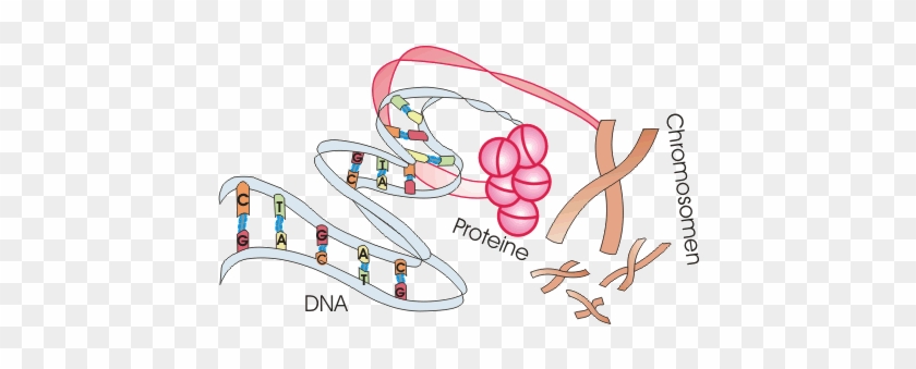 Cat In The Hat Video - Chromosome #1184301