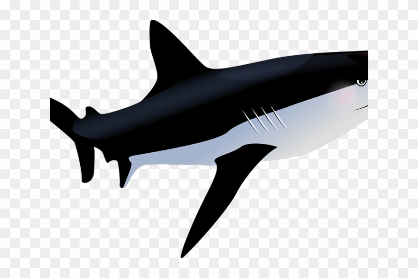 Tiger Shark Clipart Hiu - Shark #1185098
