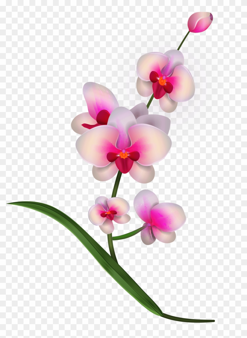 Orchid Clipart Png Image - Orchids Clipart #1185367