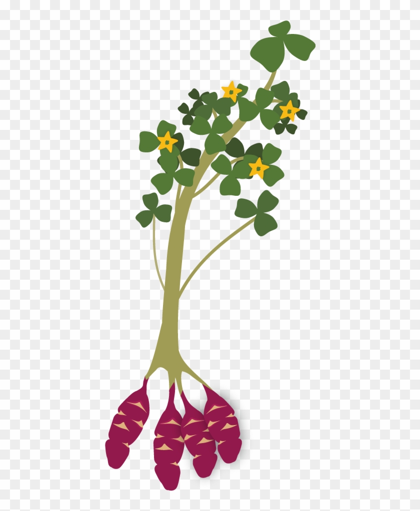 Oca - Oxalis Tuberosa Png #193191