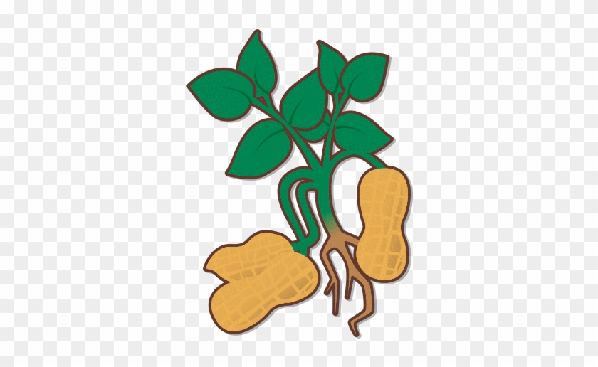 Learn About Our Process - Peanut Plant Clipart #193320