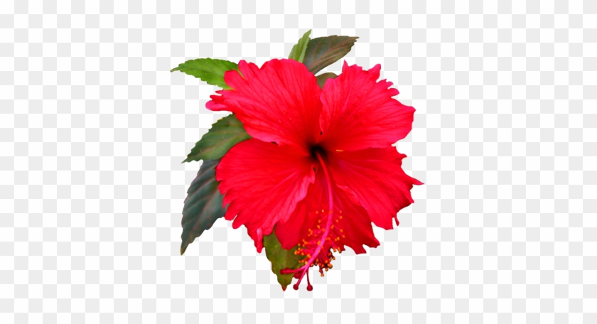 Amazing Hibiscus Flower Clip Art Flower Image Gallery - Shoe Flower Clip Art #194289