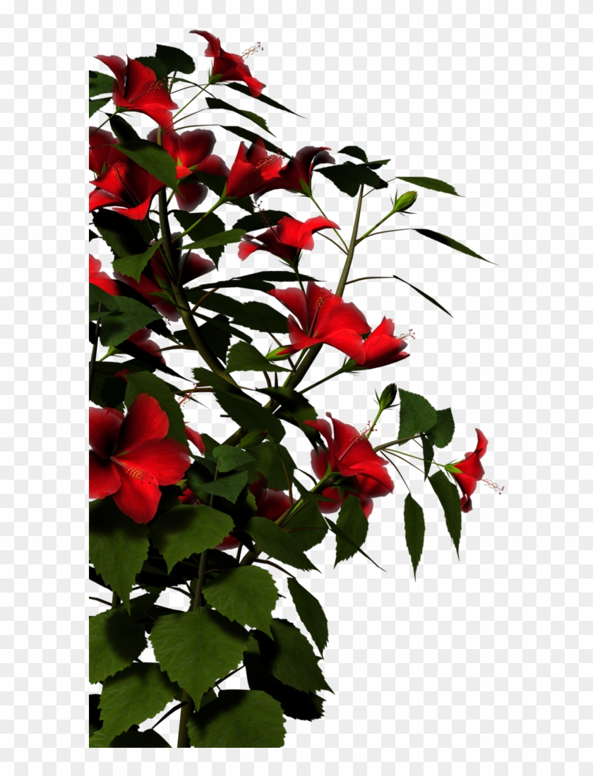 Hibiscus-red By Brokenwing3dstock On Clipart Library - Nature Png Images Hd #194387