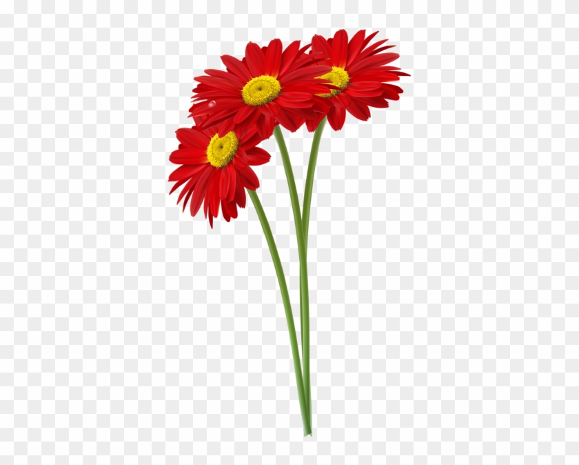 Red Gerbers Png Clipart Image - Red Daisies Clipart #194460