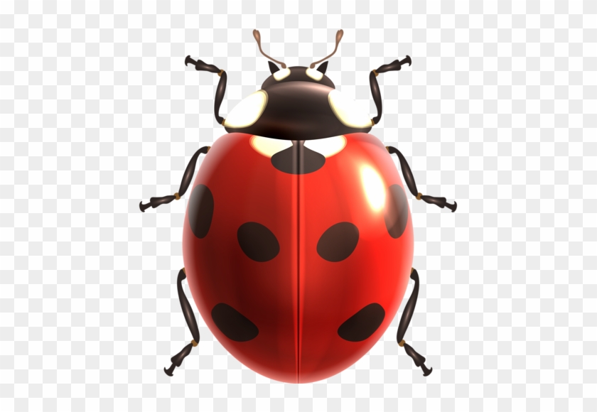 Insects Illustrations Vector - Ladybird Illustration #194866