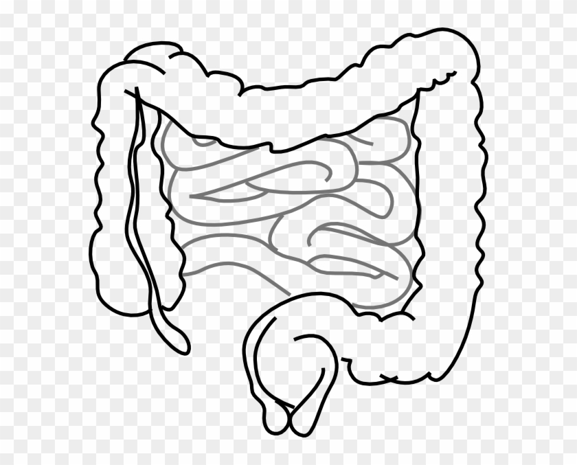 Small And Large Intestine Clip Art - Outline Of Digestive System #196121