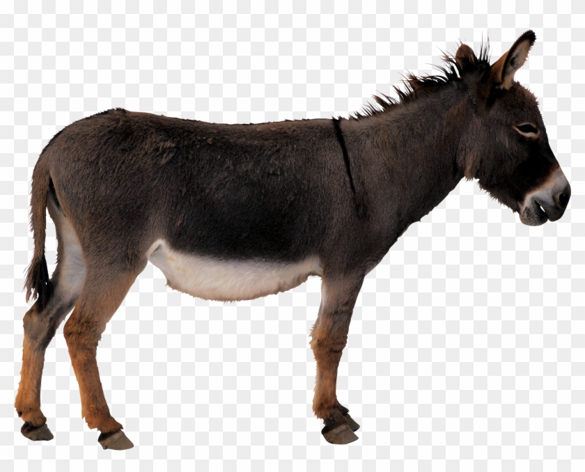 Donkey Png - Donkey Transparent #196192