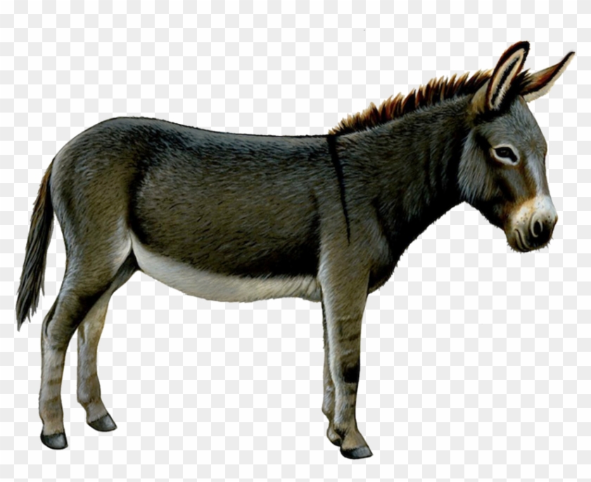 Donkey, Ass Png - Donkey Transparent Background #196235