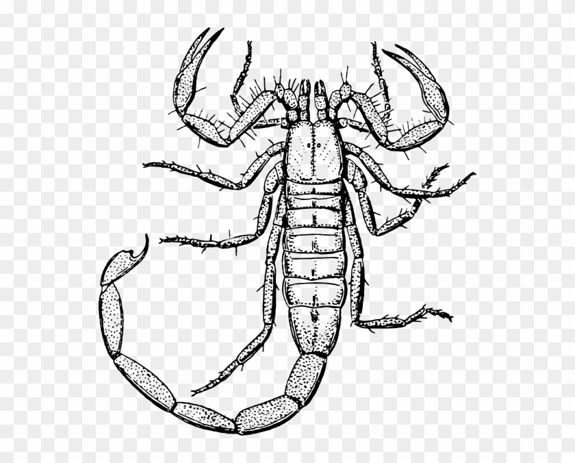 Scorpion Clip Art Free - Scorpion Black And White #196314