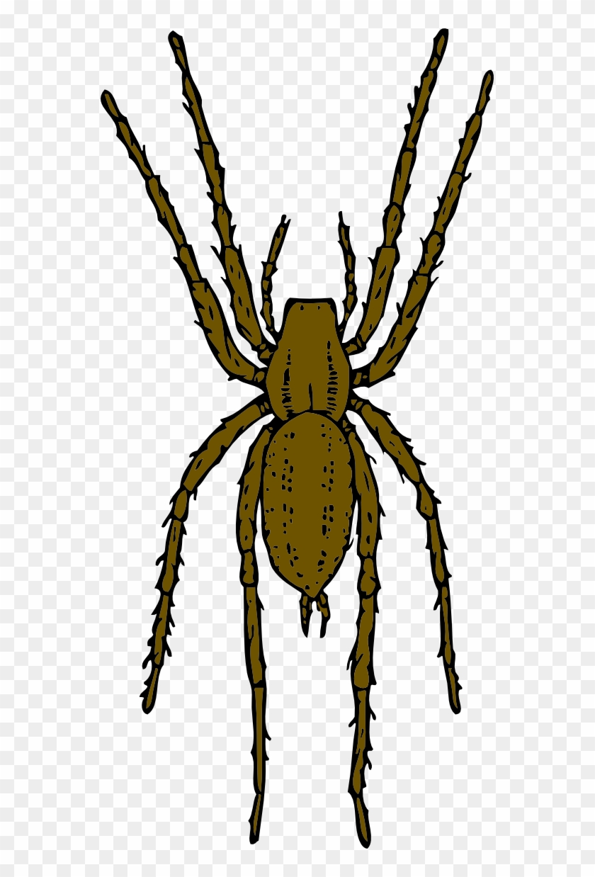 Brown Spider 555px - Brown Spider Clipart #1185672