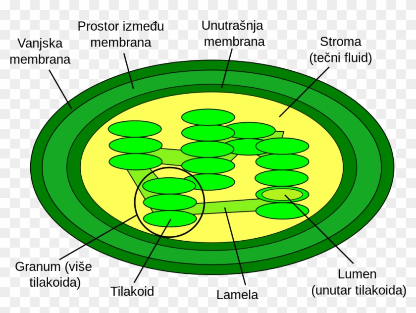 Photosynthesis And Cellular Respiration Cycle For Kids - Inner Membrane Of Chloroplast #1187559