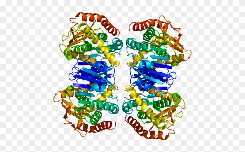 Available Structures - Malate Dehydrogenase Protein Structure #1187574