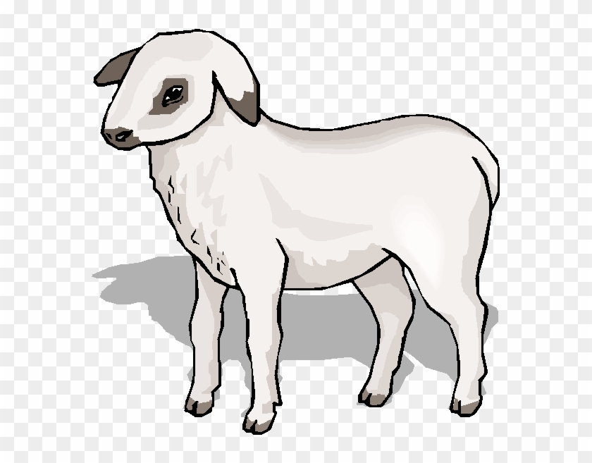 Cain Sheep Cain Coloring - Sheep Clip Art #1187675