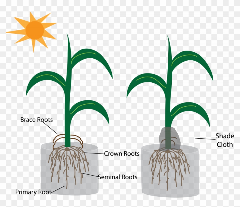 The Function Of Brace Roots - Houseplant #1188332