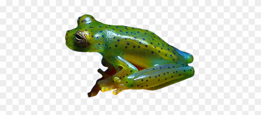 Blue Spotted Green Frog Clip Art - Frog #1188398
