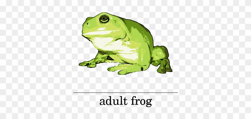 Picture - Frog #1188402