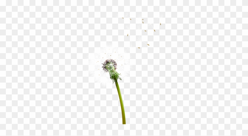 Colored Dandelion Png Pic - Macro Photography #1189014