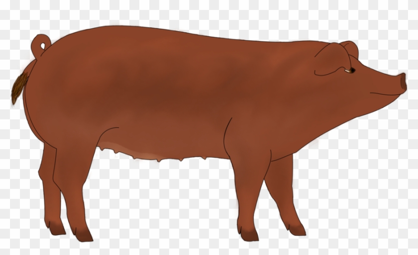 Duroc Pig Cartoon - Duroc Pig Drawing #1189062