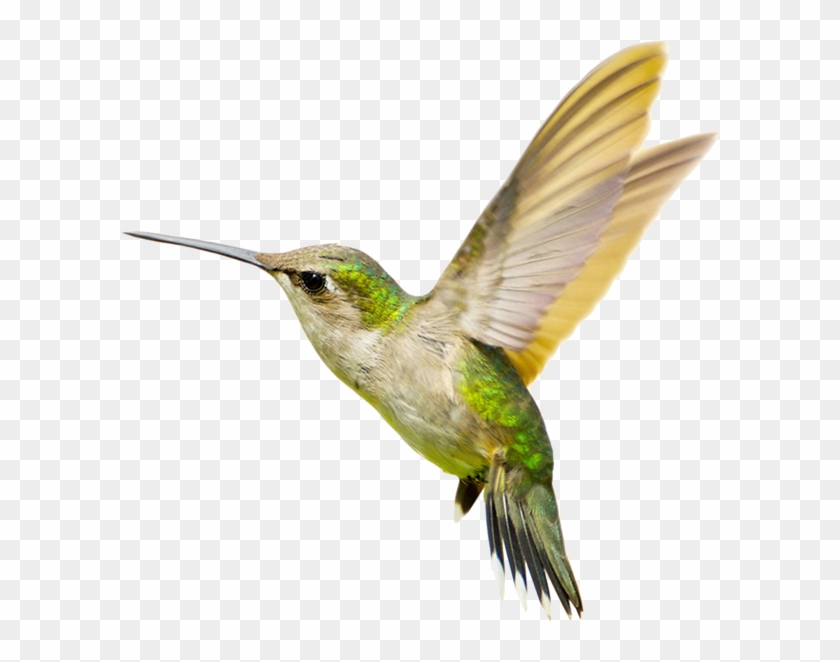 Hummingbird Png Transparent Free Images Png Only - Humming Bird Png #1189434