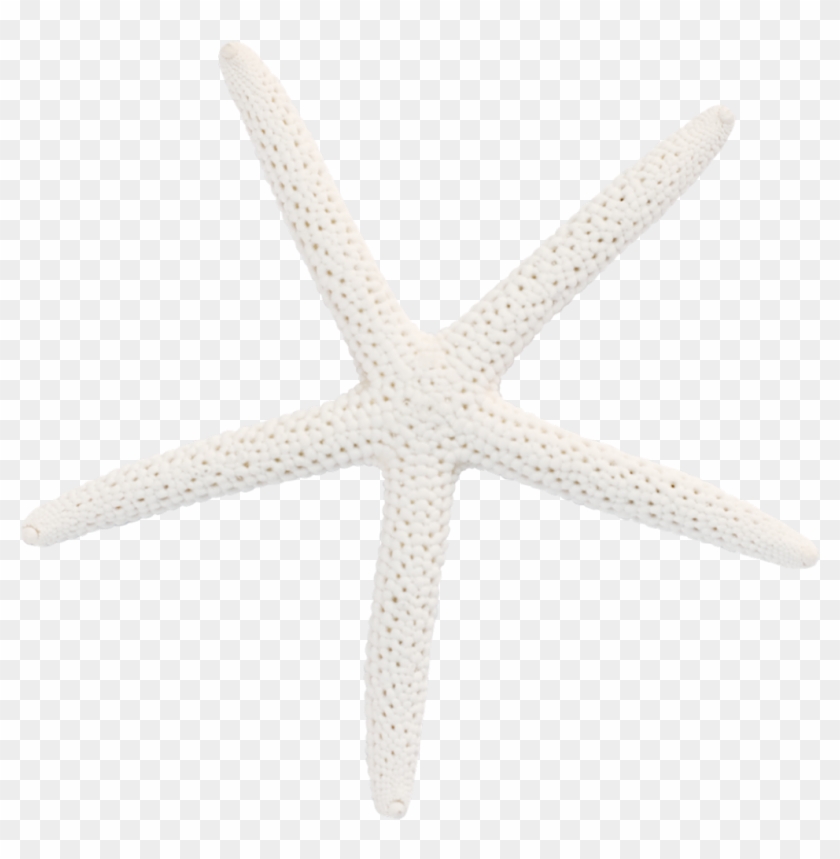 Patrón De Estrella De Mar - Pylaia #1189578