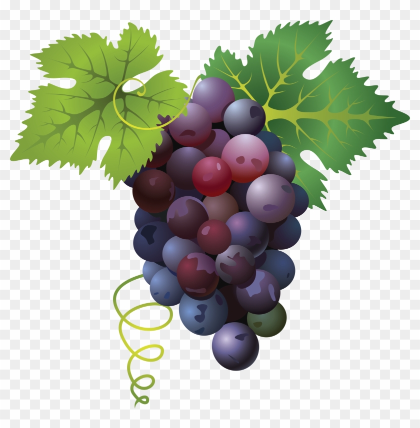 Grape Png Transparent Images - Clip Art Grapes Vine Border #1189875