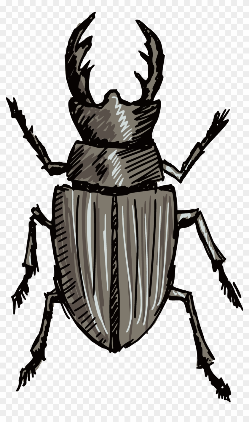 Volkswagen Beetle Stag Beetle Silhouette - Stag Beetle Clip Art #1190253