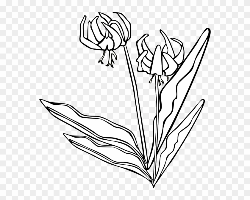 Free Vector Gg Erythronium Grandiflorum Outline Clip - Yellow Avalanche Lily #1190599