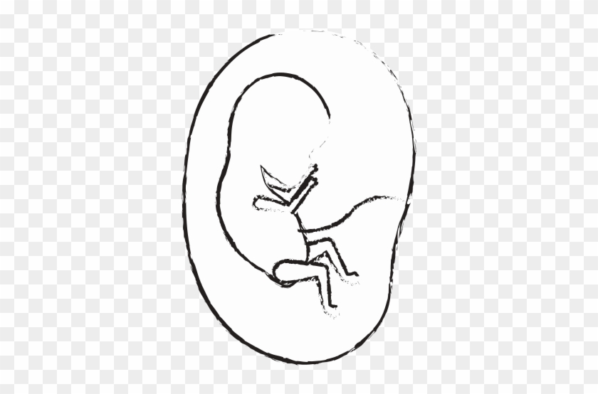 Fetus Human Growth In Placenta A Few Weeks - Fetus #1191792