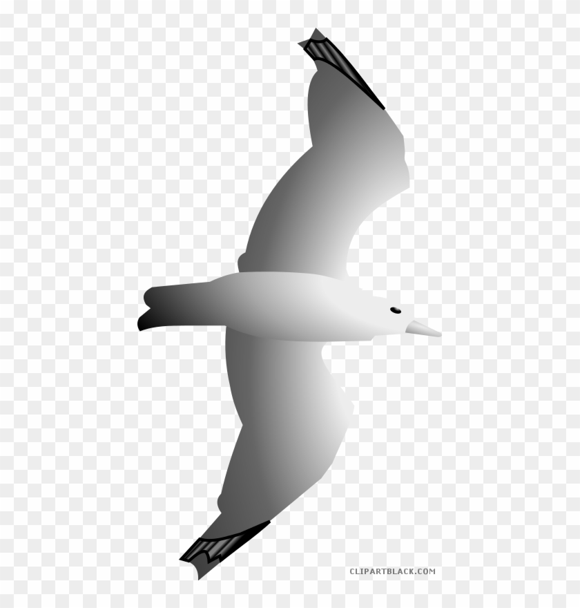 Gull Animal Free Black White Clipart Images Clipartblack - Gulls #1191850